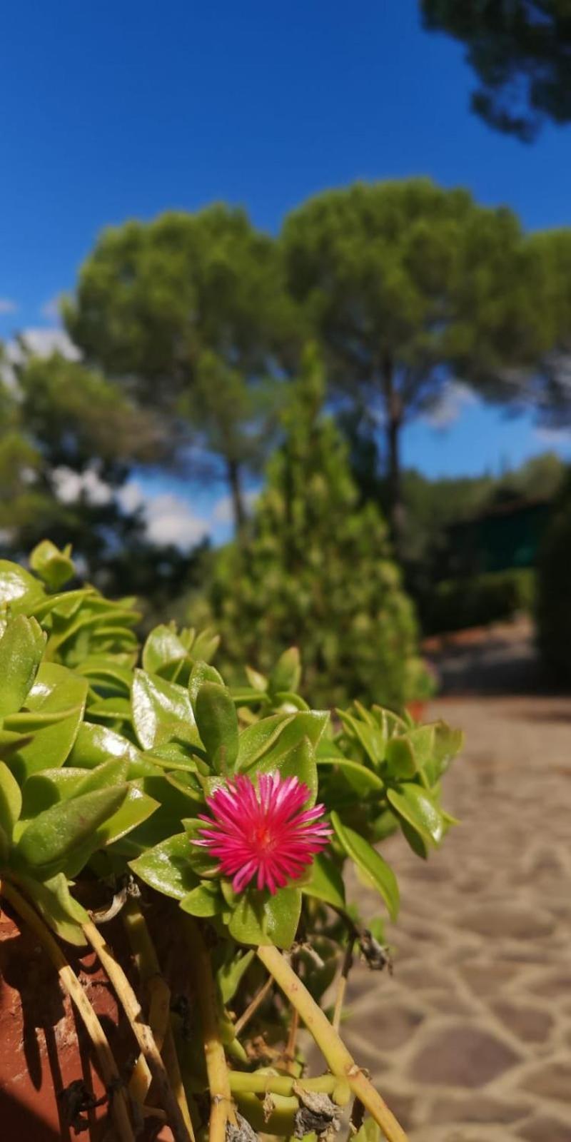 Villa Santa Margherita - La Suvera Ponte A Bozzone Kültér fotó